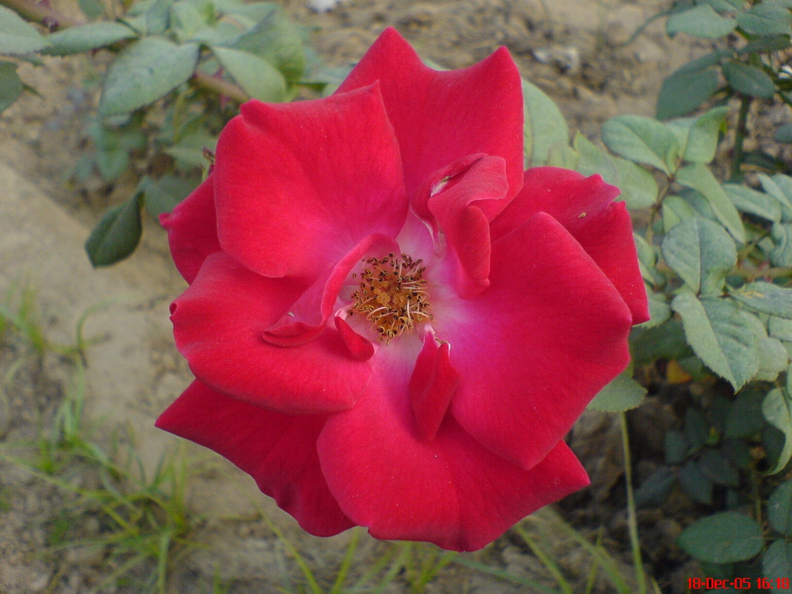 Rose Garden Chandigarh 2 cover